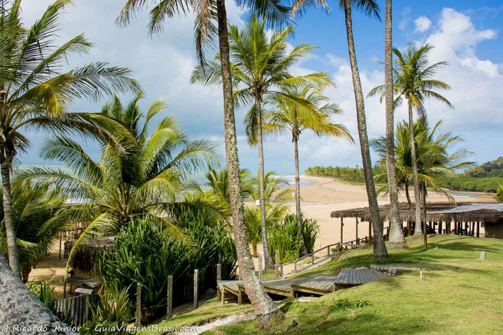 Imagem de belos e imponentes coqueiros da Praia do Rio da Barra.